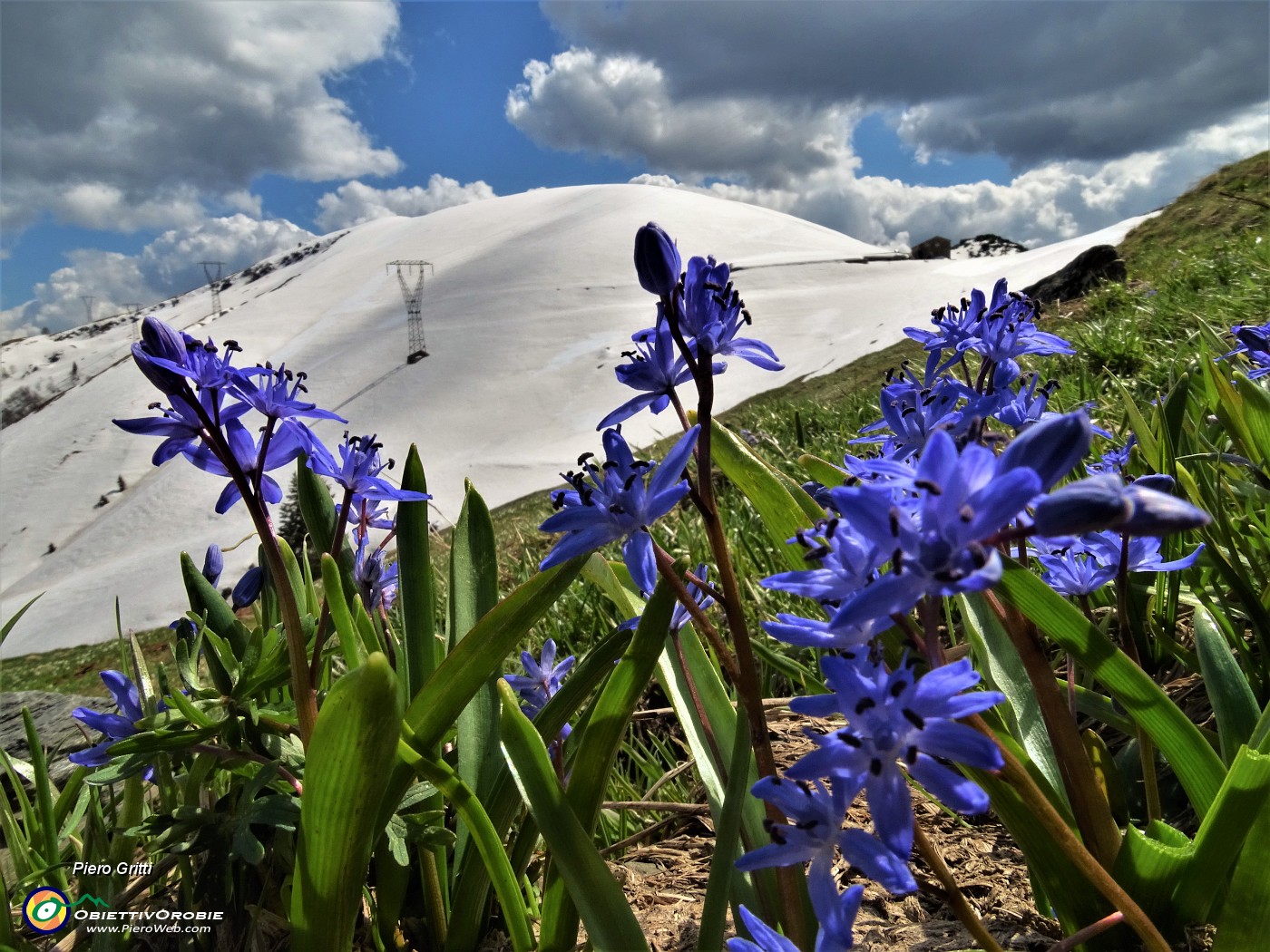 82 Bellissimi fiori di Scilla bifolia per il bianco bel Montu appena salito! .JPG